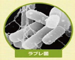 ラブレ菌の画像